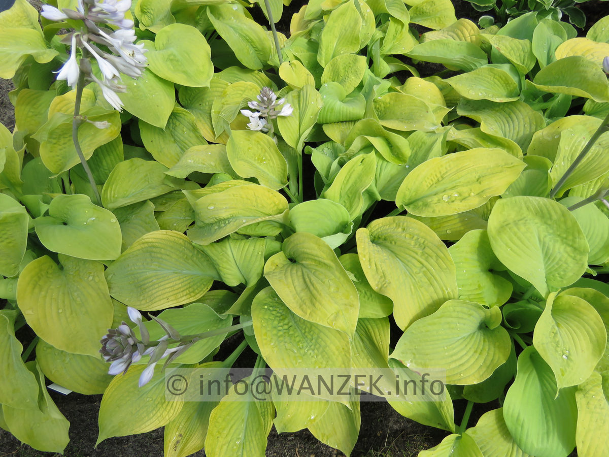 Hosta Hybride Compacta Aurea 04.JPG